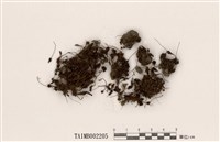 藏品(仙鶴苔屬)的圖片